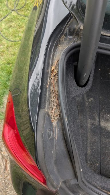 Dirty boot shut of a BMW 3 Series in Stilton, Peterborough before detailing, showing heavy debris and built-up dirt.